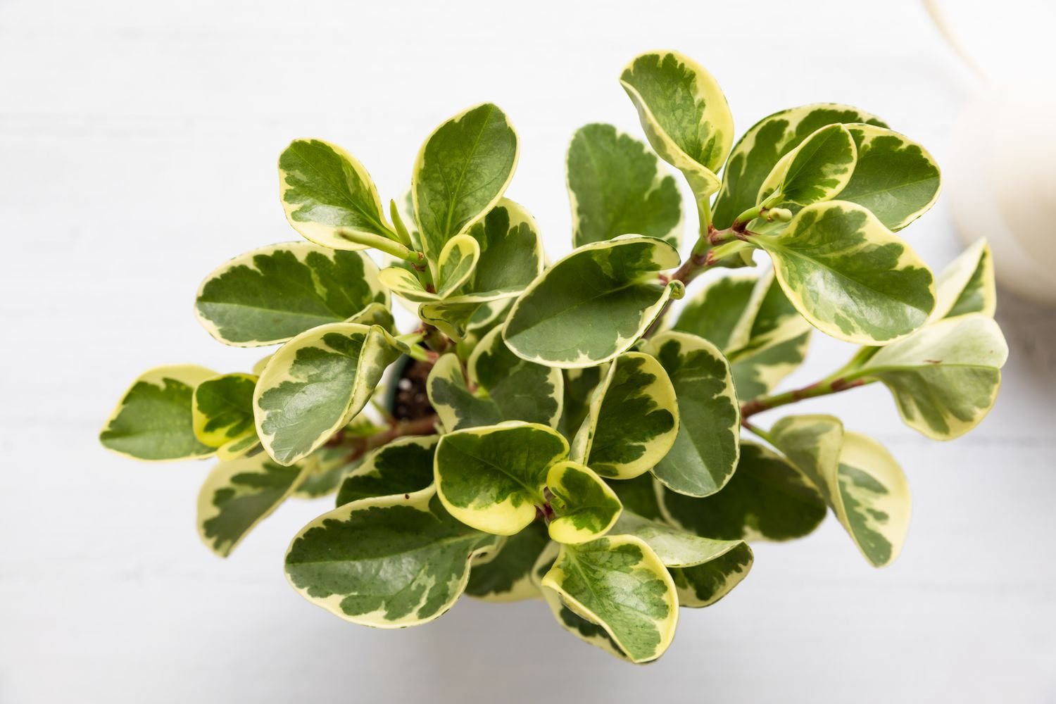 Άποψη από πάνω προς τα κάτω ενός φυτού peperomia