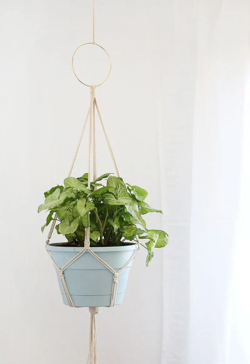 A macrame plant holder hanging from the ceiling